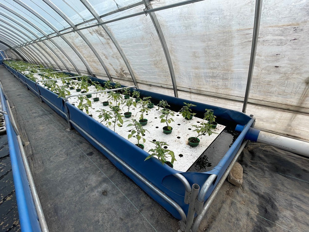 養(yǎng)魚不換水，種菜不施肥 昌平農(nóng)業(yè)開啟智慧循環(huán)新篇章